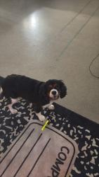 Found/Stray Male Dog last seen Louisiana Key Academy School, Shreveport, LA 71105