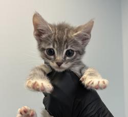 Shelter Stray Female Cat last seen Near 33rd Street, San Diego, CA, 92113, San Diego, CA 92110