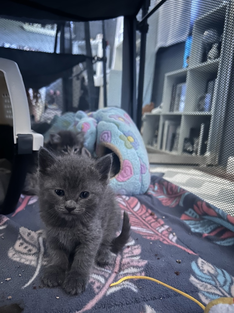 Shelter Stray Male Cat last seen San Diego, CA, 92154, San Diego, CA 92110