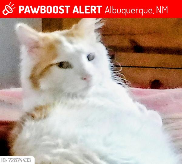 Lost Male Cat last seen 4th and Garduno , Albuquerque, NM 87114