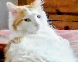 Lost Male Cat last seen 4th and Garduno , Albuquerque, NM 87114