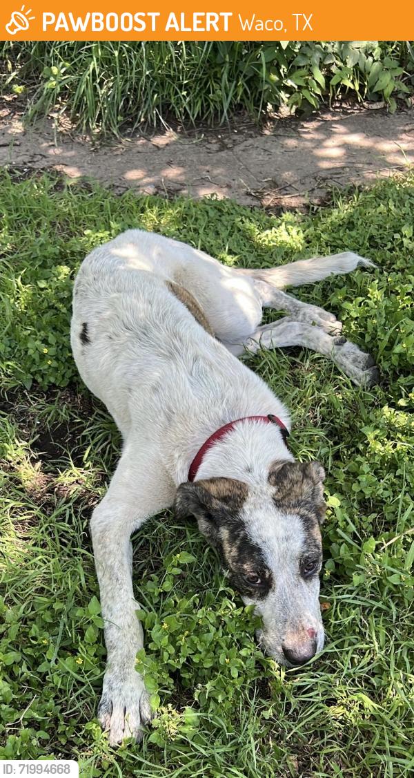 Found/Stray Female Dog last seen Trice Ave. & 28th St., Waco, TX 76707