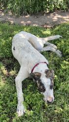 Found/Stray Female Dog last seen Trice Ave. & 28th St., Waco, TX 76707