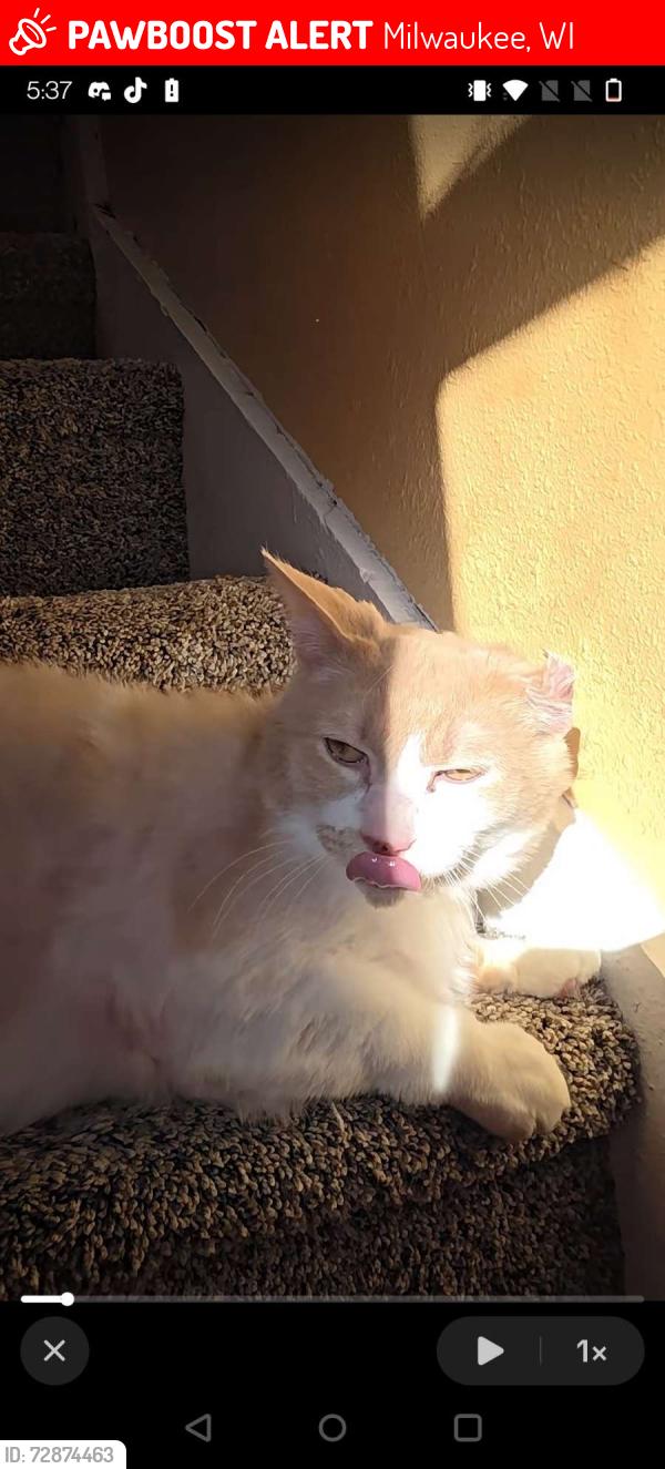 Lost Male Cat last seen Rogers 6 st, Milwaukee, WI 53204
