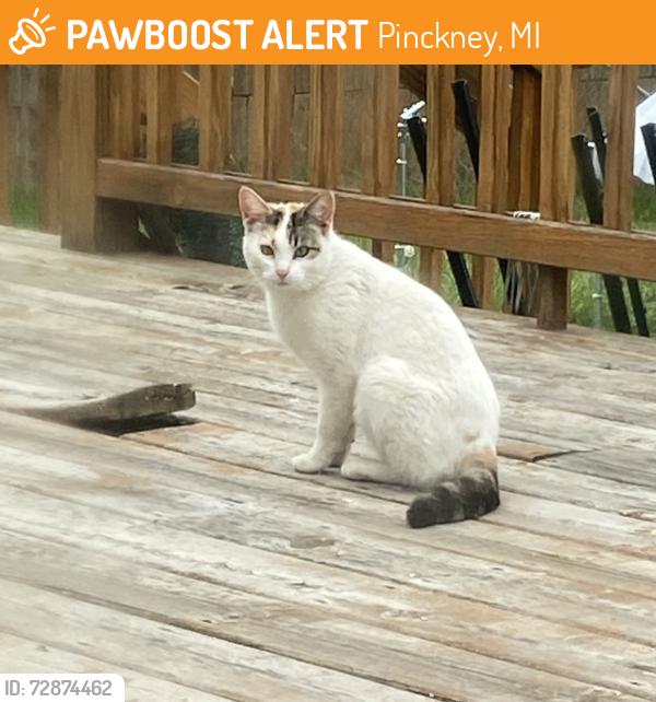 Found/Stray Unknown Cat last seen In town near the library, Pinckney, MI 48169