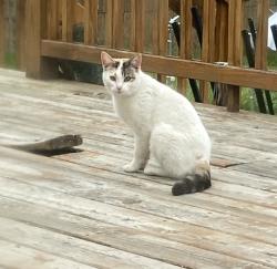 Found/Stray Unknown Cat last seen In town near the library, Pinckney, MI 48169