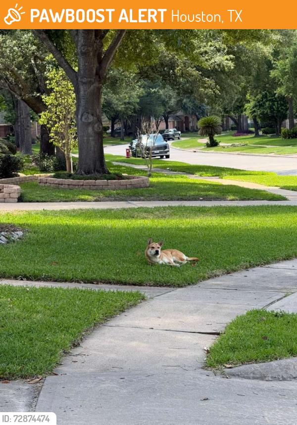 Found/Stray Unknown Dog last seen Sunny Ridge/Aberdeen Trails Dr., Houston, TX 77095