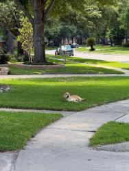 Found/Stray Unknown Dog last seen Sunny Ridge/Aberdeen Trails Dr., Houston, TX 77095
