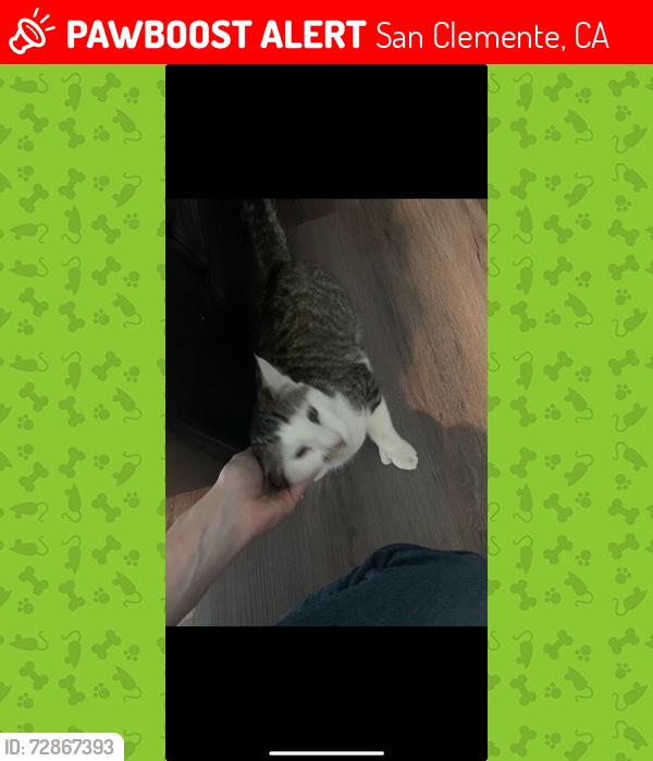 Lost Male Cat last seen Entrada Paraiso, San Clemente, CA 92672