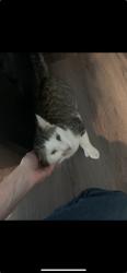 Lost Male Cat last seen Entrada Paraiso, San Clemente, CA 92672