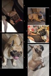 Lost Male Dog last seen Harlan Ave , San Antonio, TX 78211