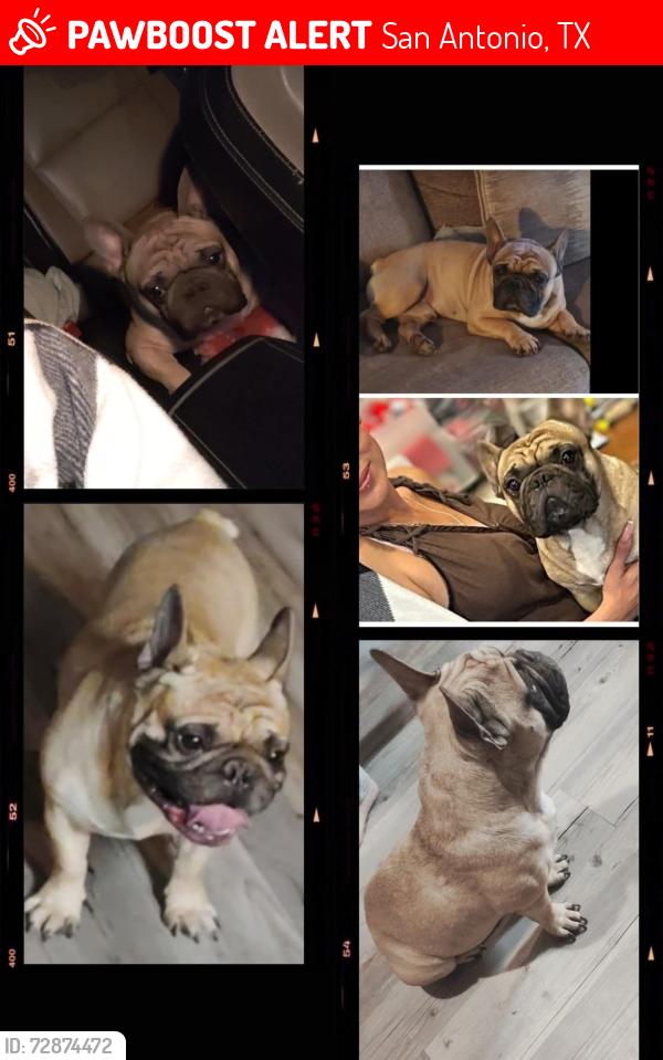 Lost Male Dog last seen Harlan Ave , San Antonio, TX 78211