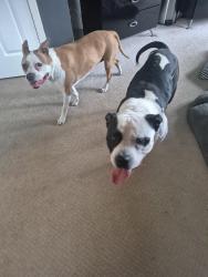 Found/Stray Unknown Dog last seen 81st and Maple Grove Parkway, Maple Grove, MN 55311