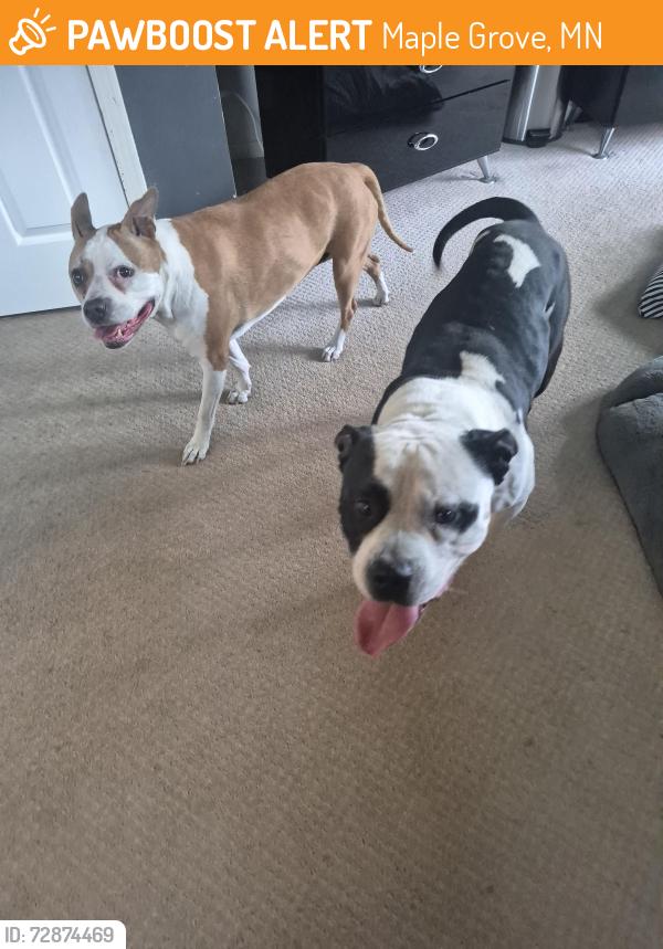 Found/Stray Unknown Dog last seen 81st and Maple Grove Parkway, Maple Grove, MN 55311