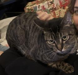 Reunited Male Cat last seen Houston, TX 77095, Houston, TX 77095