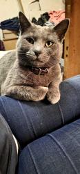 Reunited Male Cat last seen Diamond st, Grand Rapids, MI 49506