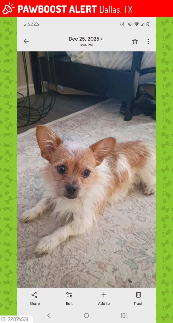 Lost Male Dog last seen Midpark and Esperanza, chrisma Apt. , Dallas, TX 75240