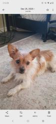 Lost Male Dog last seen Midpark and Esperanza, chrisma Apt. , Dallas, TX 75240