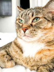 Lost Female Cat last seen Near People’s Park in Hilltop, Tacoma, WA 98405