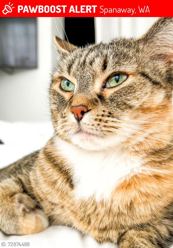 Lost Female Cat last seen Near People’s Park in Hilltop, Tacoma, WA 98405