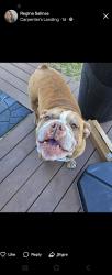 Lost Male Dog last seen Near STREATHAM CIR CHANNELVIEW TX 77530-4568, Channelview, TX 77530