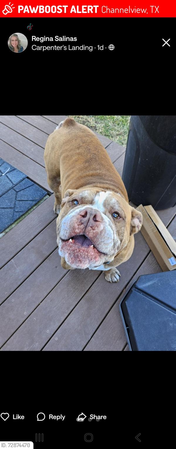 Lost Male Dog last seen Near STREATHAM CIR CHANNELVIEW TX 77530-4568, Channelview, TX 77530
