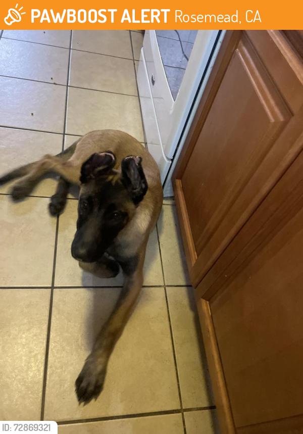 Found/Stray Female Dog last seen Near monrivia , Rosemead, CA 91770
