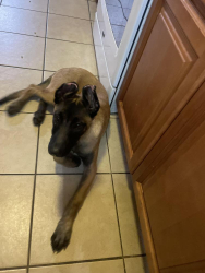 Found/Stray Female Dog last seen Near monrivia , Rosemead, CA 91770
