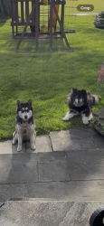 Found/Stray Female Dog last seen 7 Mile & Parkside, Detroit, MI 48221