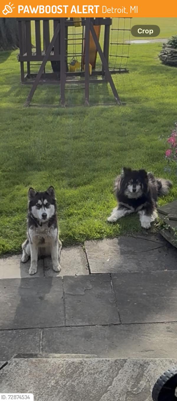 Found/Stray Female Dog last seen 7 Mile & Parkside, Detroit, MI 48221