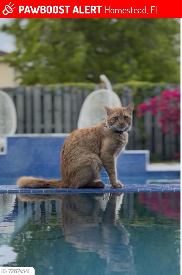 Lost Male Cat last seen Near sw 129th ct hmstd FL 33033, Homestead, FL 33032