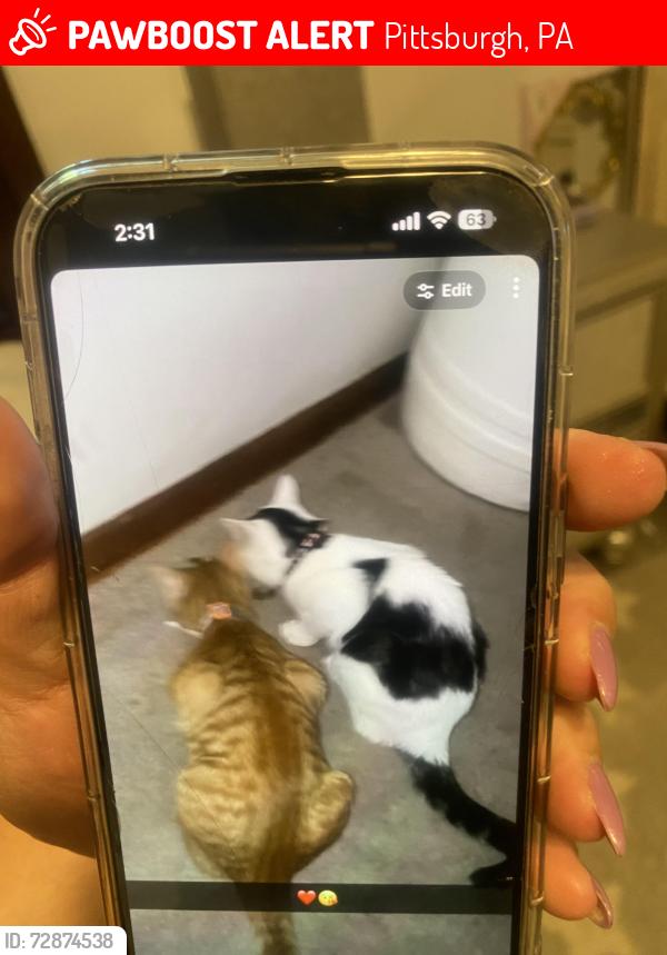 Lost Male Cat last seen Near holiday dr, Pittsburgh, PA 15236