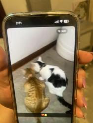 Lost Male Cat last seen Near holiday dr, Pittsburgh, PA 15236