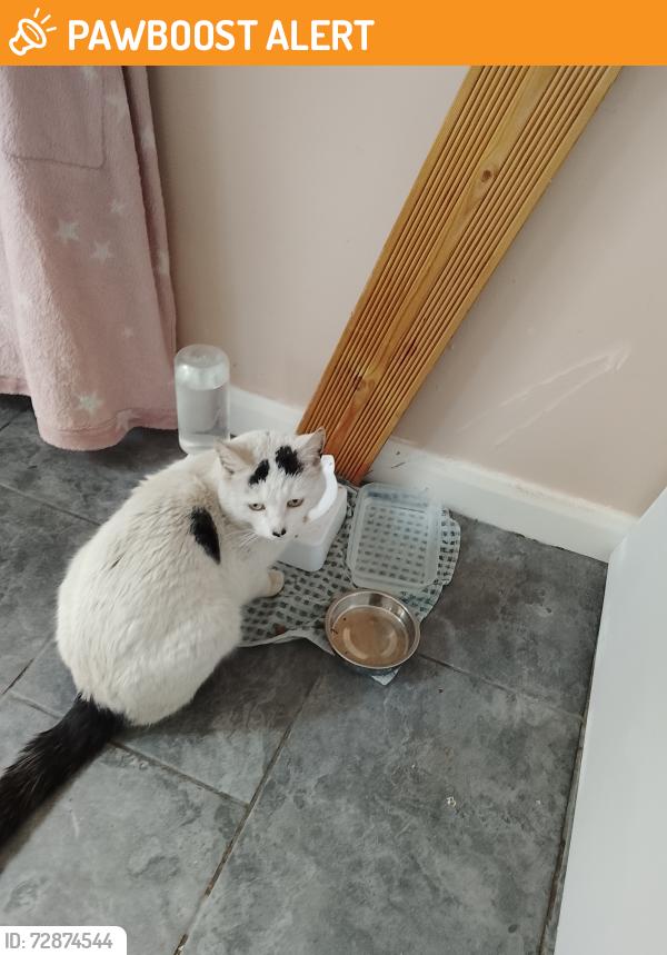 Found/Stray Unknown Cat last seen jd warehouse , Greater Manchester, England OL16 4FZ
