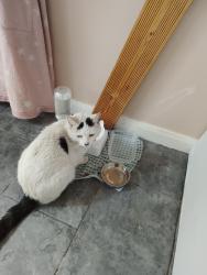 Found/Stray Unknown Cat last seen jd warehouse , Greater Manchester, England OL16 4FZ