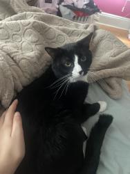 Lost Male Cat last seen Near , Farmingdale, NY 11735