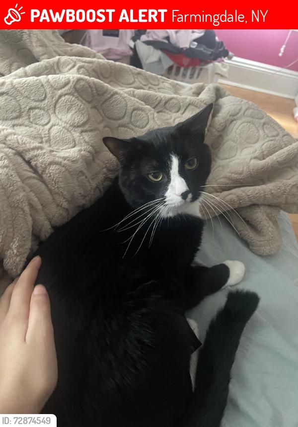 Lost Male Cat last seen Near , Farmingdale, NY 11735