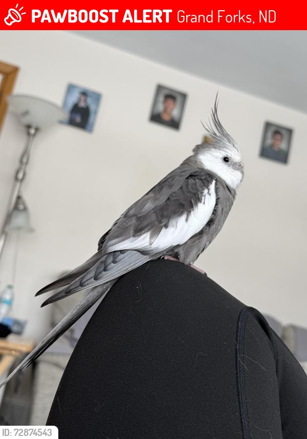 Lost Male Bird last seen Highway 2, Grand Forks County, ND 58201
