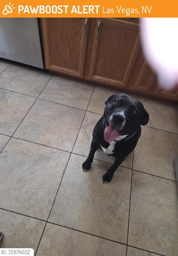Found/Stray Male Dog last seen Alta Drive, Las Vegas, NV 89107