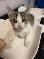 Shelter Stray Female Cat last seen Bexar County, New Braunfels, TX 78130