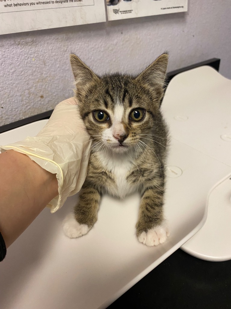 Shelter Stray Female Cat last seen Bexar County, New Braunfels, TX 78130