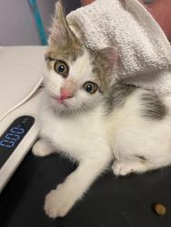 Shelter Stray Female Cat last seen Bexar County, New Braunfels, TX 78130