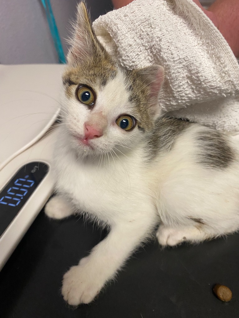 Shelter Stray Female Cat last seen Bexar County, New Braunfels, TX 78130