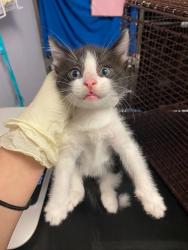Shelter Stray Male Cat last seen Bexar County, New Braunfels, TX 78130