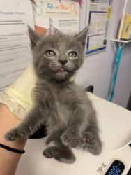 Shelter Stray Female Cat last seen Bexar County, New Braunfels, TX 78130