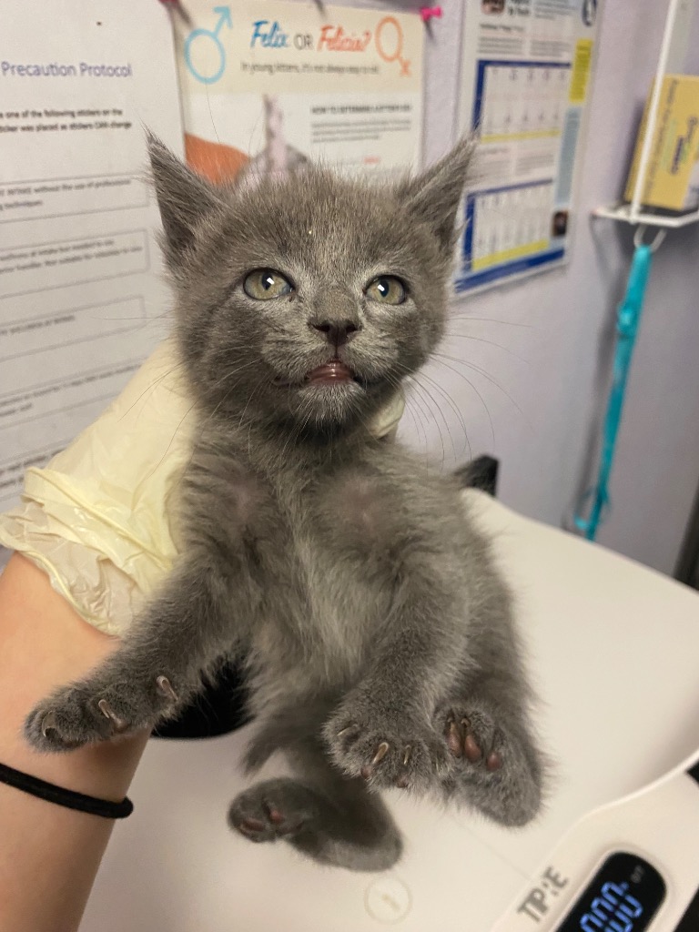 Shelter Stray Female Cat last seen Bexar County, New Braunfels, TX 78130
