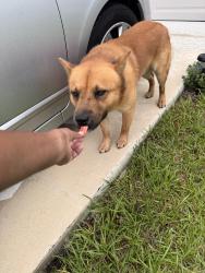Found/Stray Male Dog last seen Hickory course trl, Ocala, FL 34472