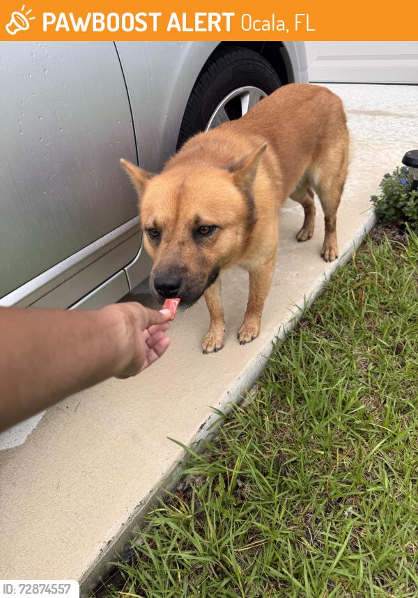 Found/Stray Male Dog last seen Hickory course trl, Ocala, FL 34472