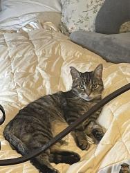 Lost Male Cat last seen A, Pittsburgh, PA 15221