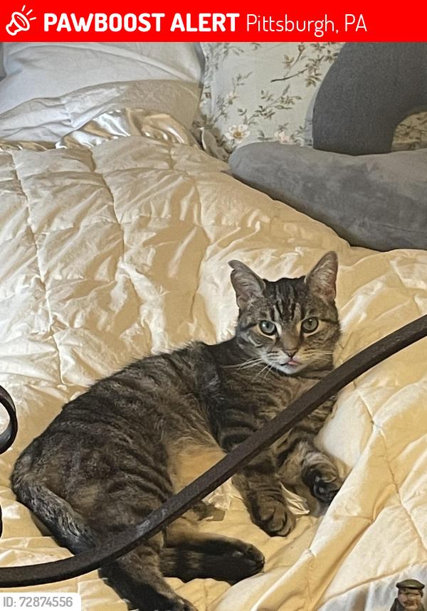 Lost Male Cat last seen A, Pittsburgh, PA 15221